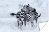 Poster Knuffelende zebra's - 60x40 cm