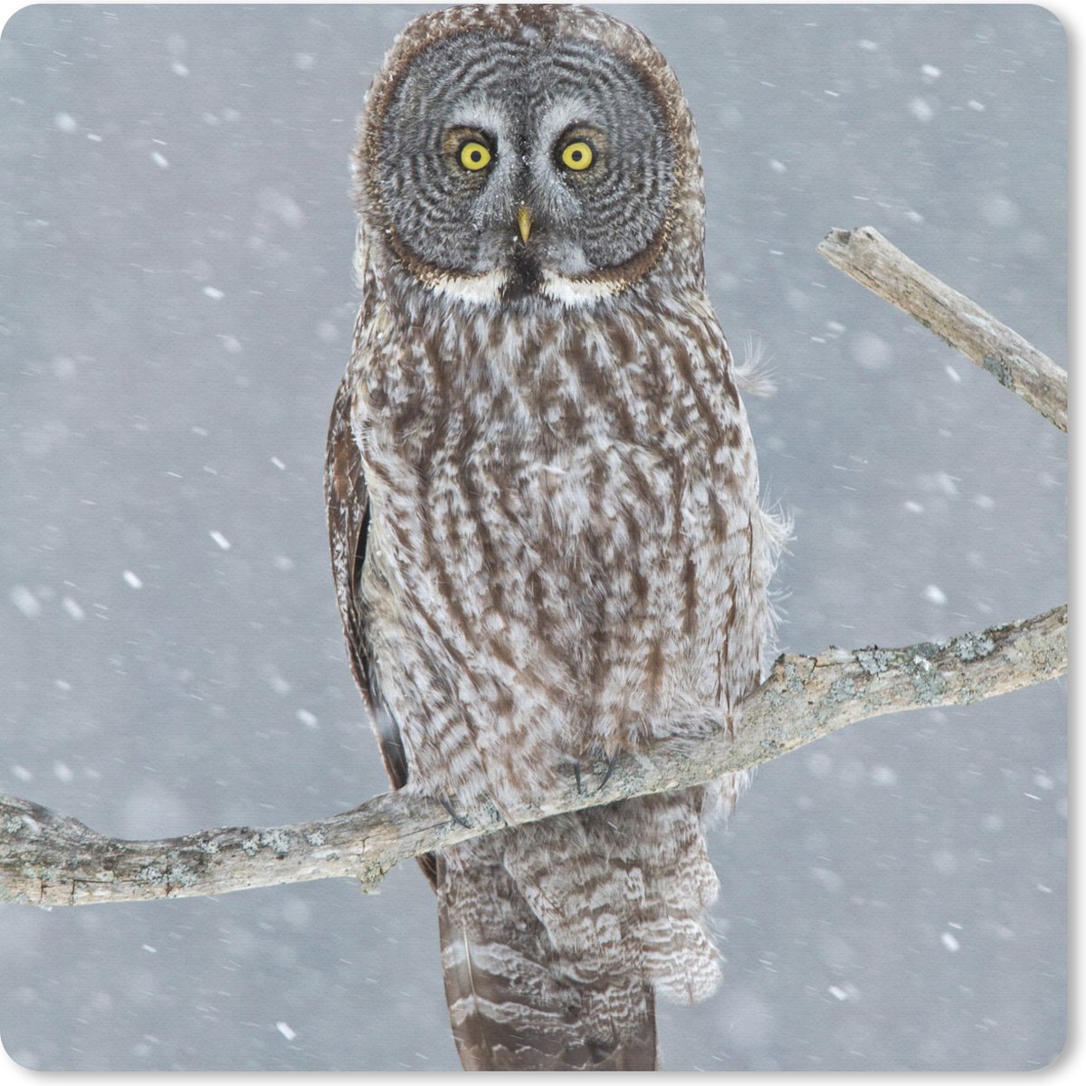 Muismat 20x20 cm - Mousepad Uil in de sneeuw - Muismatten