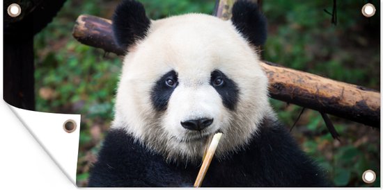 Décoration murale murale d'extérieur Panda - Bamboe - Nature - 160x80 cm - Toile de jardin