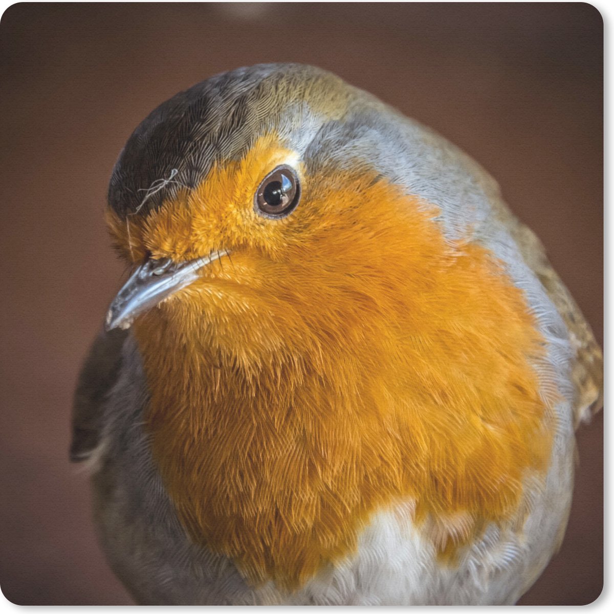 Muismat 20x20 cm - Mousepad Roodborstje - Portret - Vogel - Muismatten