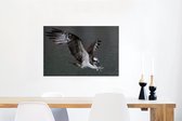 Tableau sur toile Balbuzard pêcheur - Water - Oiseau de proie - 90x60 cm - Décoration murale