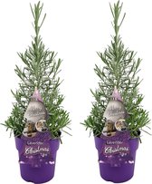 Lavendel | Lavendel 'Christmas Tree' voor 2 stuks - Buitenplant in quakerpot ⌀17 - ↕30-40 cm