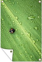 Muurdecoratie Lieveheersbeestje op blad met druppels - 120x180 cm - Tuinposter - Tuindoek - Buitenposter
