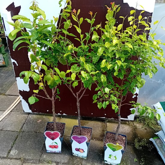 Drie fruitbomen met groene bladeren, elk met een hartvormig label met afbeeldingen van fruit.