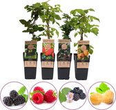 Framboos/bramen fruitplanten mix - set van 2 frambozen en 2 bramen - hoogte 50-60 cm