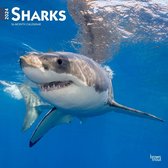 Haaien - Sharks Kalender 2024