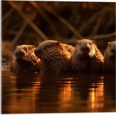 Acrylglas - Water - Dieren - Bevers - 50x50 cm Foto op Acrylglas (Wanddecoratie op Acrylaat)
