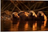 Acrylglas - Water - Dieren - Bevers - 60x40 cm Foto op Acrylglas (Wanddecoratie op Acrylaat)