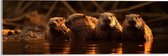 Acrylglas - Water - Dieren - Bevers - 60x20 cm Foto op Acrylglas (Wanddecoratie op Acrylaat)