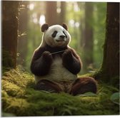 Acrylglas - Panda - Dier - Bos - 50x50 cm Foto op Acrylglas (Met Ophangsysteem)
