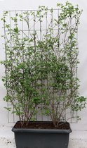 Struiken – Rode kamperfoelie (Lonicera xylosteum) – Hoogte: 180 cm – van Botanicly