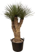 Yucca – Palmlelie (Yucca Rostrata) – Hoogte: 200 cm – van Botanicly