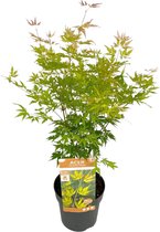 Plant in a Box - Japanese Maple 'Orange Lace' - Japanse Esdoorn Acer boom - Prachtige levendige kleuren - Pot 19 - Hoogte 60-70cm