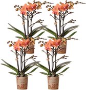 Kolibri Orchids | COMBI DEAL van 4 oranje Phalaenopsis orchideeën - Bolzano - potmaat Ø9cm | bloeiende kamerplant - vers van de kweker