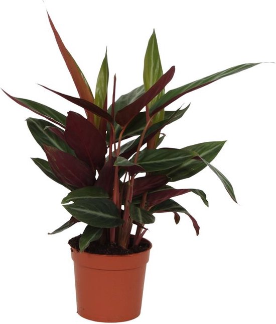 KAMERPLANT - Orchidee (Phalaenopsis) – De Stek