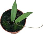Plantenboetiek.nl | Hoya Scortechinii - Ø10,5cm - 15cm hoog - Kamerplant - Groenblijvend
