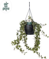 Plantenboetiek.nl | Hedera Helix White Air So Pure - Ø19cm - 45cm hoog - Kamerplant - Groenblijvend