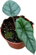 Plantenboetiek.nl | Alocasia Heterophylla Corazon - Ø10.5cm - 15cm hoog - Kamerplant - Groenblijvend