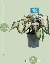 Plantenboetiek.nl | Caladium Wit - Ø12cm - 25cm hoog - Kamerplant - Groenblijvend