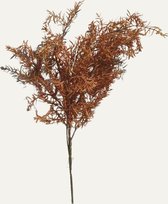 Brynxz, Juniperus brown 50 cm