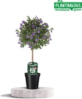 Plantenboetiek.nl | Solanum Rantoineti - Ø19cm - Hoogte 75cm - Tuinplant