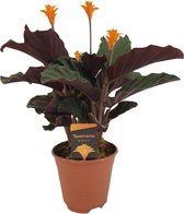 Hello Plants Calathea Crocata Tassmania - Ø 14 cm - Hoogte: 40 cm - Eeuwige Vlam