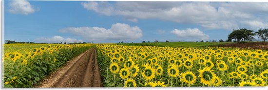 Acrylglas - Landschap - Bloemen - Zonnebloemen - Bloemenveld - Pad - 60x20 cm Foto op Acrylglas (Wanddecoratie op Acrylaat)