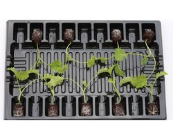 Boerenkool (8 planten)