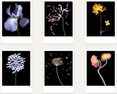 Ansichtkaarten 12 stuks - Black Editions - bloemen - blanco - kleurrijke bloemen - kunstkaart - wallart - alle gelegenheden - fotografie bloem - wenskaart