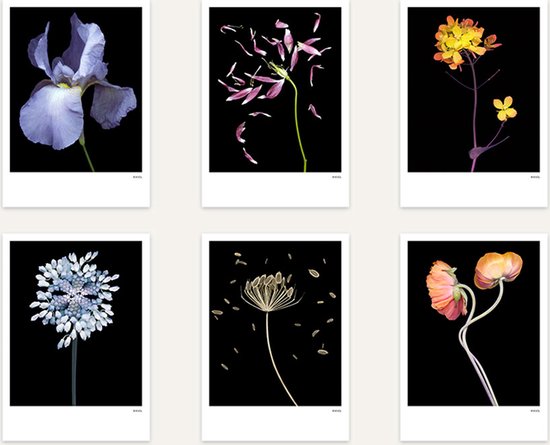 Foto: Ansichtkaarten 12 stuks black editions bloemen blanco kleurrijke bloemen kunstkaart wallart alle gelegenheden fotografie bloem wenskaart