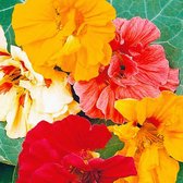 MRS Seeds & Mixtures Oost-Indische kers ‘Glorious Gleam’ - Tropaeolum majus – groeihoogte: tot 150 cm - sterke klimplant en bodembedekker – alle delen van de plant zijn eetbaar – kiemt erg makkelijk – weinig onderhoud nodig – eenjarige bloemen