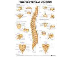 Vertebral Column Anatomical Chart