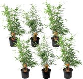 Plant in a Box - Set de 6 Fargesia Rufa - Bambou rustique non invasif - Pot 13cm - Hauteur 25-40cm