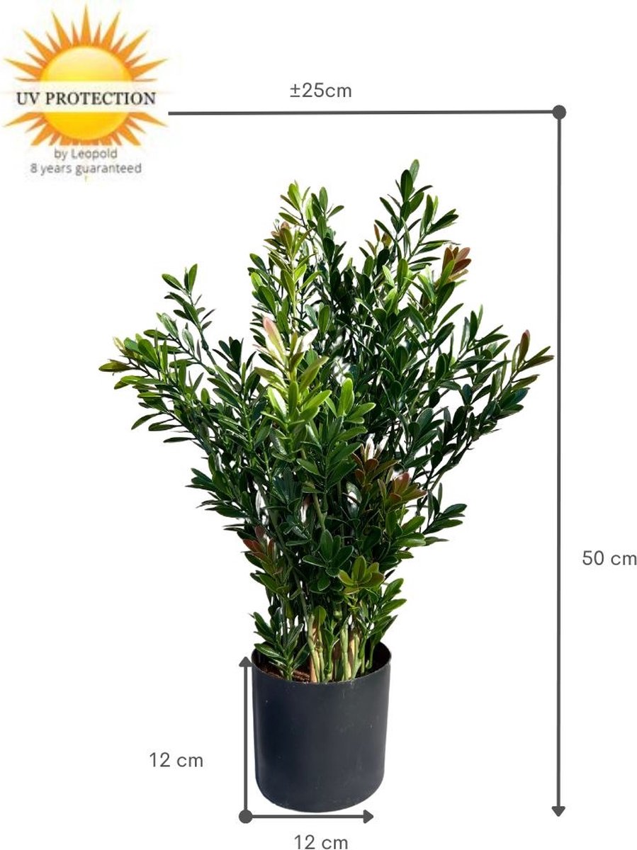 Buiten Kunst Buxus struik 50cm UV