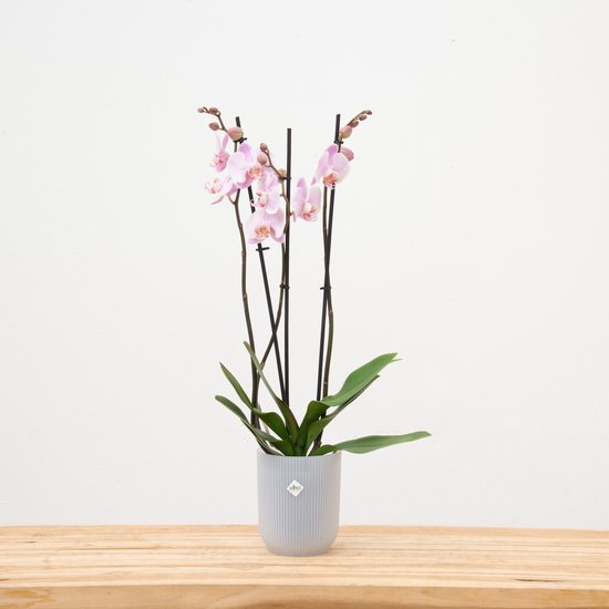 Rosion orchidee 3 tak (Phalaenopsis) - 70cm