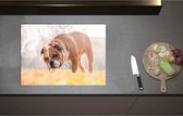 Inductieplaat Beschermer - Booskijkende Engelse Bulldog in het Gras - 70x51 cm - 2 mm Dik - Inductie Beschermer - Bescherming Inductiekookplaat - Kookplaat Beschermer van Wit Vinyl