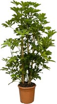 Compacte Vingerplant Luseana voor in huis, 140 cm hoog, Ø30cm