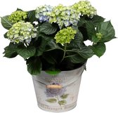 Goed & Groen - Decorum Hydrangea Bol Blauw in Bucket - ↨ 40cm - Potmaat 23 - Exclusieve Kwaliteit Planten - Kamer Plant - Kamerplanten - Sfeer - Interieur