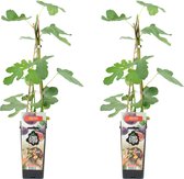 Bloomique - 2x Ficus Carica 'Brown Turkey' - Vijgenboom - Fruitbomen - Tuinplanten - Winterhard - ⌀14 cm - Hoogte 60-70cm