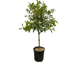 Photinia Red Robin op stam - 150 cm