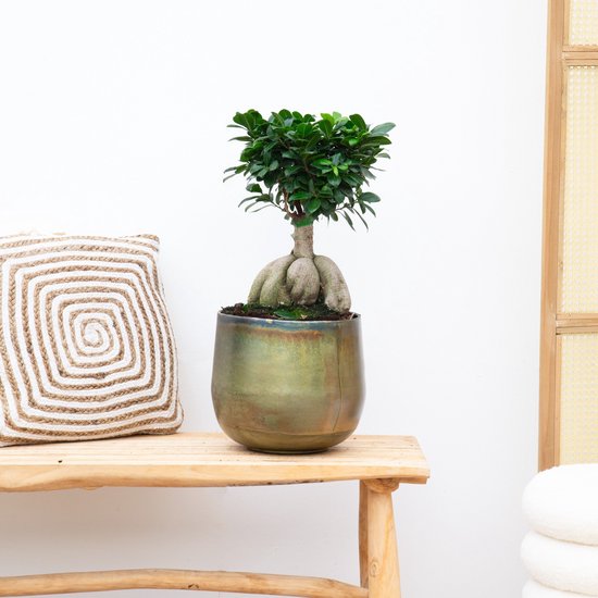 Ficus Microcarpa Ginseng - 40cm