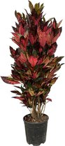 Kleurrijke kamerplant Codiaeum Iceton (Croton), 150 cm hoog, Ø30