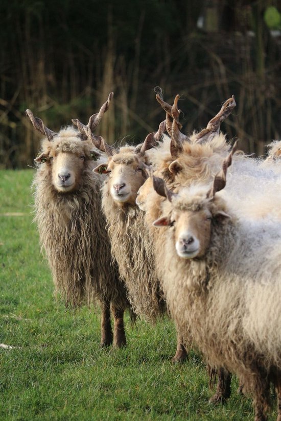 Foto: Wolmest korrelige wolvlokken 100 schapenwol perfecte bodum bemester verbeteraar uit voorraad leverbaar bodu