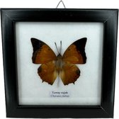Western Deco - vlinder in lijst - opgezette insect - 12,5x12,5 cm - Charaxes fabius