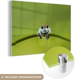 MuchoWow® Peinture sur verre 90x60 cm - Peinture sur verre acrylique - Grenouille - Branche - Vert - Photo sur verre - Peintures