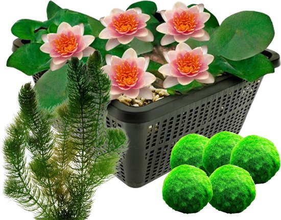 vdvelde.com - Mini Waterlelie - Zalm + Zuurstofplanten tegen Algen - Combi set - 8 planten - Plaatsing: -1 tot -40 cm
