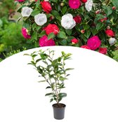 NatureNest - Japanse Roos XL - Camellia struik - 1 Stuk - 55 - 65 cm