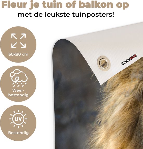 Poster Jardin Roi Lion 40x60 cm - petit - Toile de jardin / Toile d'extérieur / Peintures d'extérieur (décoration de jardin)