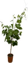 Trendyplants - Druivenboom - Hoogte 130-150 cm - Vitis Vinifera op stam - Winterhard - Potmaat Ø19cm