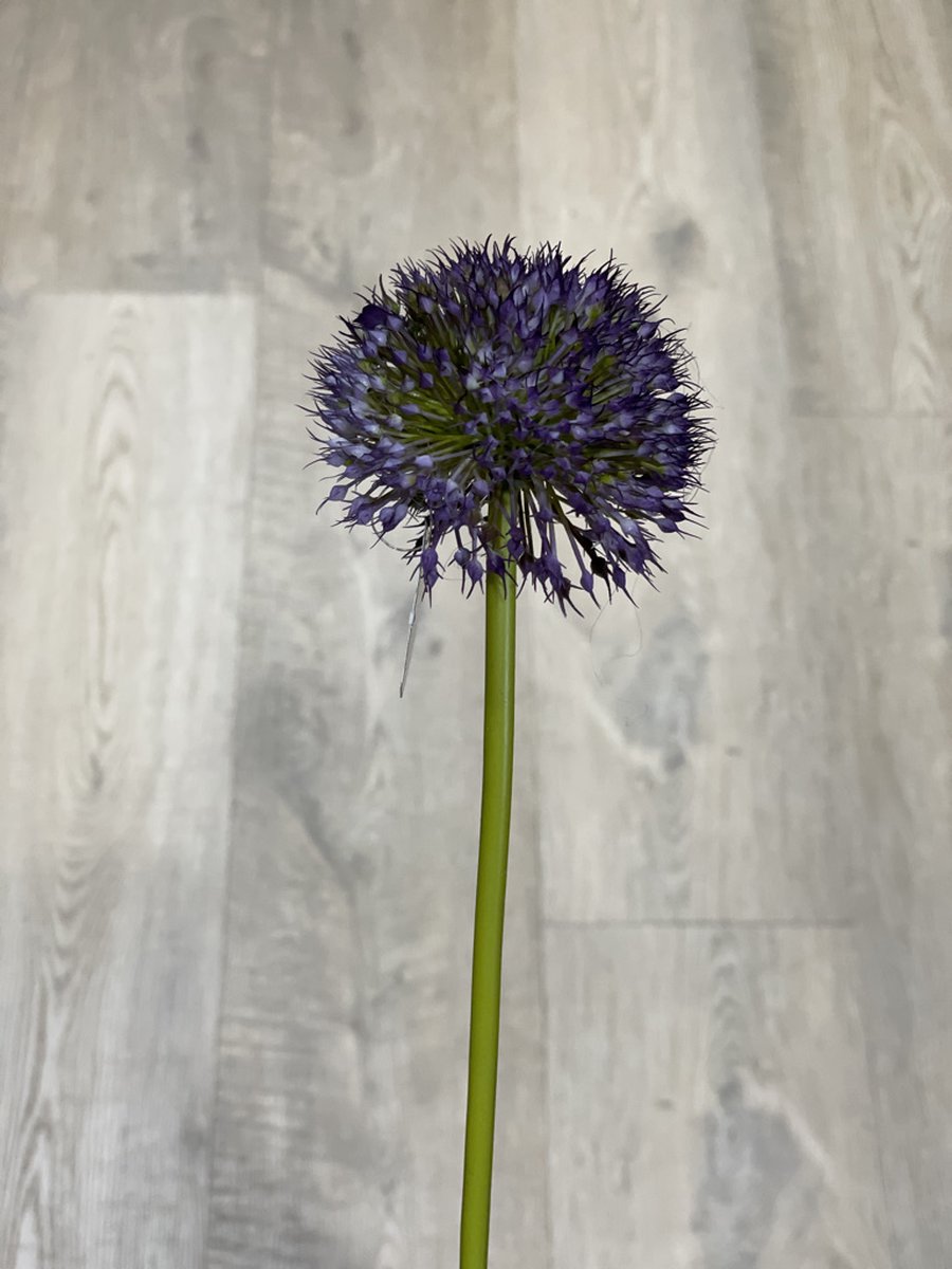 Brynxz - zijdetak - allium - Perfect Purple Blue - 75cm
